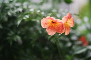 colorful summer flower