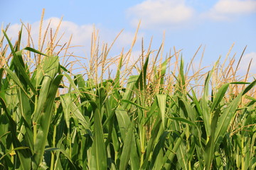 Fototapeta premium Green field with young corn