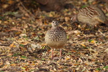 A crested Francolin in close up - Un francolin huppé