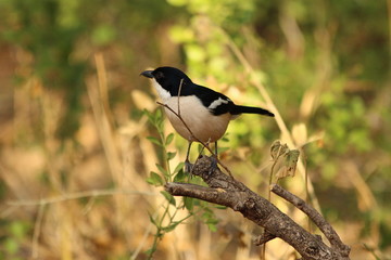 Ethiopian Boubou in close-up in Africa