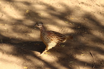A crested Francolin in close up - Un francolin huppé