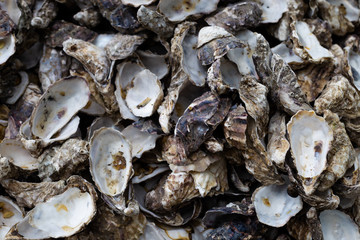 Pile of oyster shuck background.