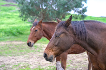 Headshot portrait of two brown horses outdoor in the ranch