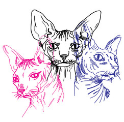 Sphynx cat seamless pattern. Stylish print. Multi-colored drawing.