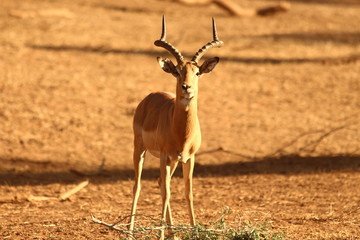 Impala in close up - Un impala prenant la pose