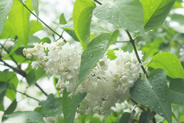 Lilac white flowers