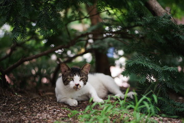 cute lovely street cat