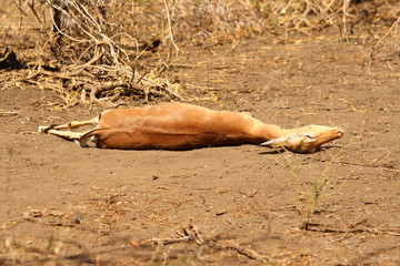 A dead impala on the ground - Un impala morte