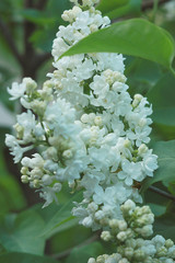 Lilac white flowers