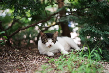 cute lovely street cat