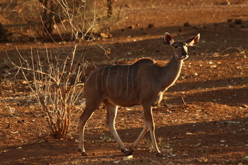 A kudu in close-up / Un koudou 