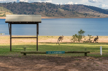 No camping sign with kangaroos hopping on the background