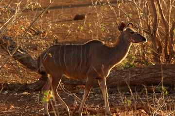 A kudu in close-up / Un koudou 
