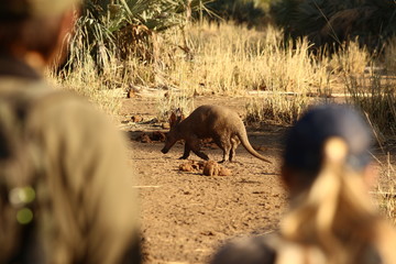 A lonely Aardvark during the day