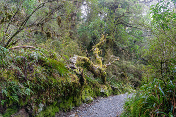 Gravel path in a forest with trees in moss