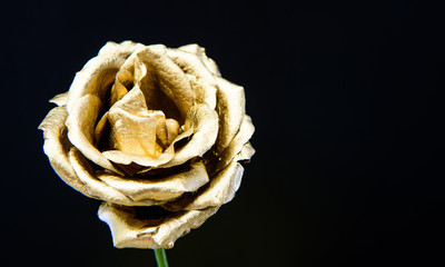 floristics business. Vintage and jewelry. wealth and richness. natural beauty. Gold rose. luxury...