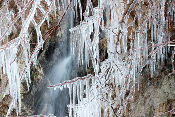 Icicles on a tree branch