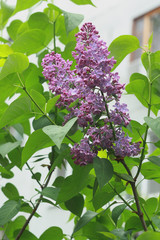 Lilac purple flowers