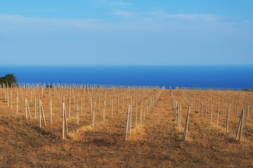 Fototapeta na wymiar Pillars in the vineyard. A large field without trees.