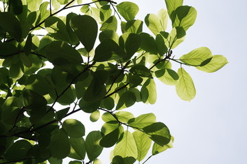 fresh green leaf background