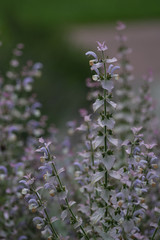 Group of Bellflowers with path