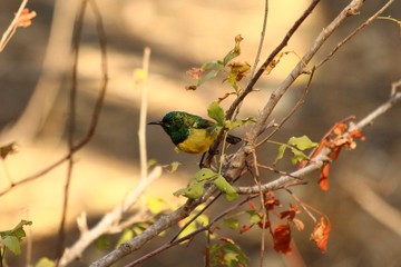 A gorgeoous Sunbird - Un magnifique Souimanga