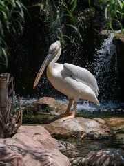 Pelican (Pelecanidae) large water bird