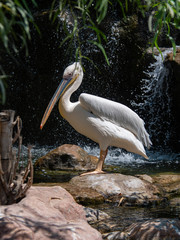 Pelican (Pelecanidae) large water bird