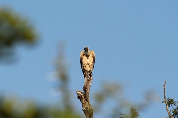 A white backed vulture in Saouth Africa - Un vautour africain