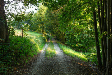 Fototapeta premium Morning light falls on a forest road. Road through a golden forest at autumn