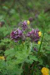 Flowering corydalis plants in forest. Lilac wild flowers.