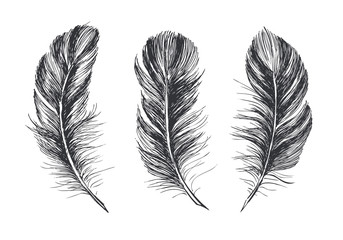 Obraz premium Feathers on white background. Hand drawn sketch style. 