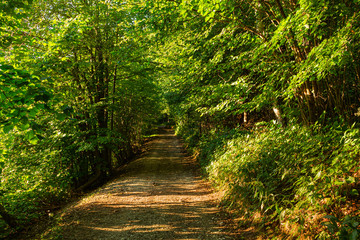 Morning light falls on a forest road. Road through a golden forest at autumn