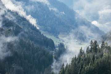 Dense morning fog in alpine landscape with fir trees and mountains. 