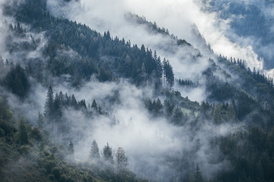 Dense morning fog in alpine landscape with fir trees and mountains. © belyaaa