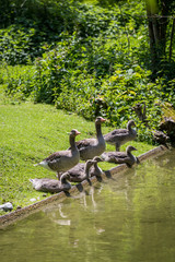 Greylag Goose (Anser) Family Drinking at a Stream, Germany