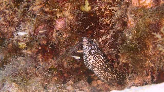 Close up of Moray Eel in coral reef of the Caribbean Sea around Curacao