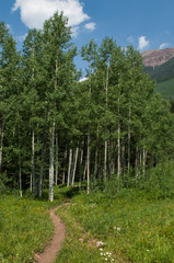 Hiking trail through forest with quaking aspen trees in Maroon Bellls National Park near Aspen in Colorado.
