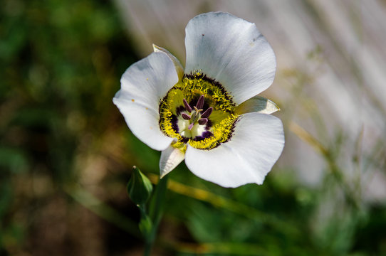 Close up of Mariposa-lily (Calochortus gunnisonii) flower at Maroon Bells National Park near Aspen in Colorado. A white tulip shaped flower with three white petals with purple and yellow base.
