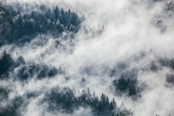 Dense morning fog in alpine landscape with fir trees and mountains. 