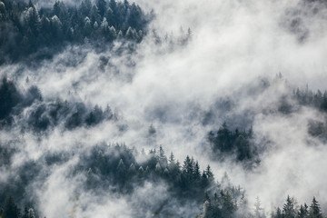 Dense morning fog in alpine landscape with fir trees and mountains. 