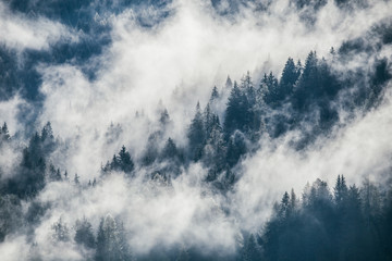 Dense morning fog in alpine landscape with fir trees and mountains. 