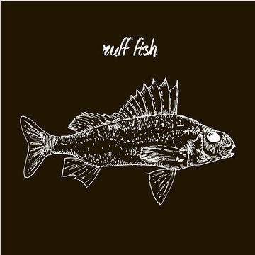 Hand drawn sketch seafood vector black and white vintage illustration of ruff fish. Isolated object on black cholk background. Menu design