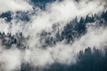 Dense morning fog in alpine landscape with fir trees and mountains. 