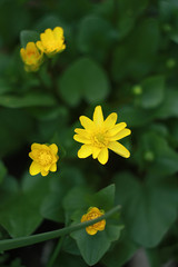 Yellow flowers of lesser celandine (Ficaria verna, Ranunculus ficaria, Buttercups)