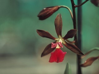 Orchid flower blooming ig botanic garden