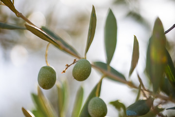 Spanish olives tree and landscape