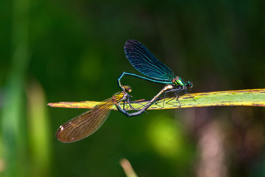 Deux libellule copulent
