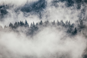 Fototapeta na wymiar Dense morning fog in alpine landscape with fir trees and mountains. 