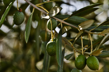 Spanish olives tree and landscape